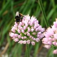 Allium 'Sugar Melt' Photo: Nijssen